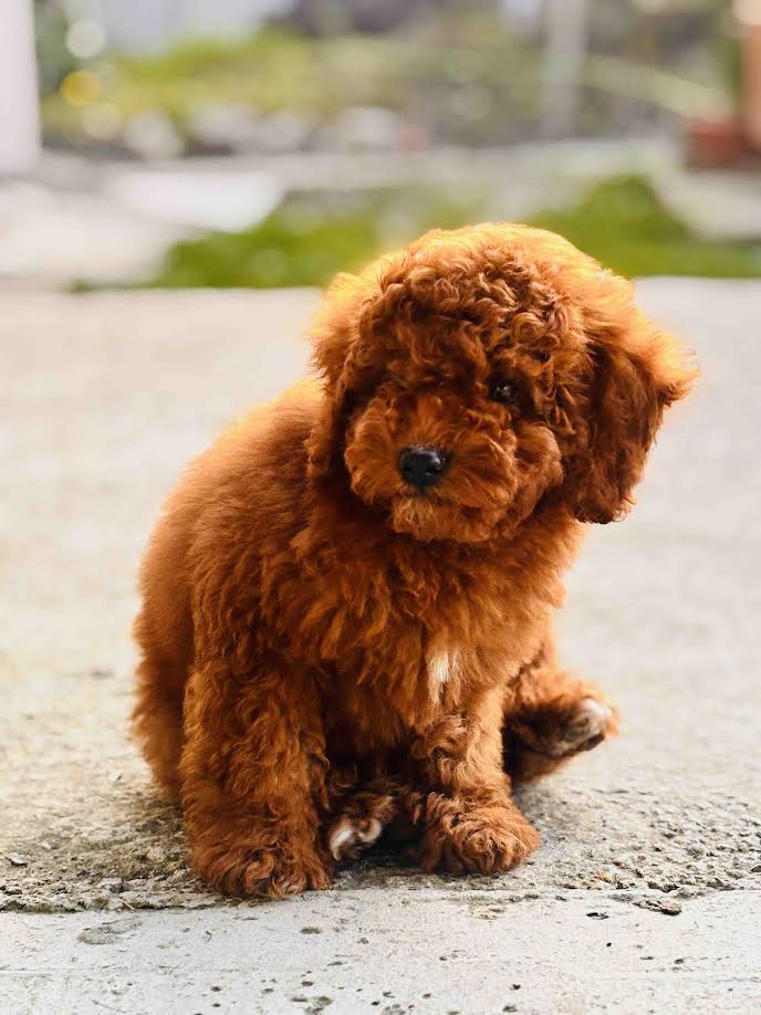 Red miniature poodle
