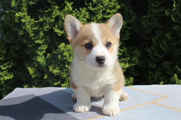 Welsh Corgi - Pembroke