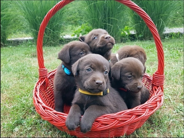 Brown Labrador puppies