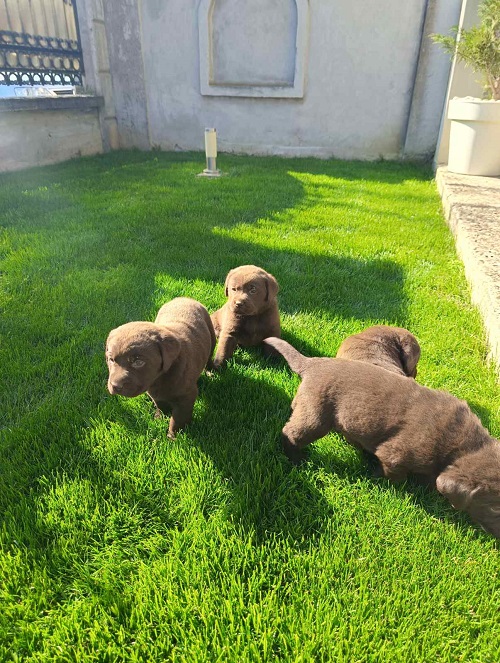 Chocolate labrador puppies