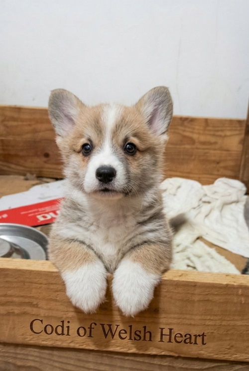 Corgi puppies for sale