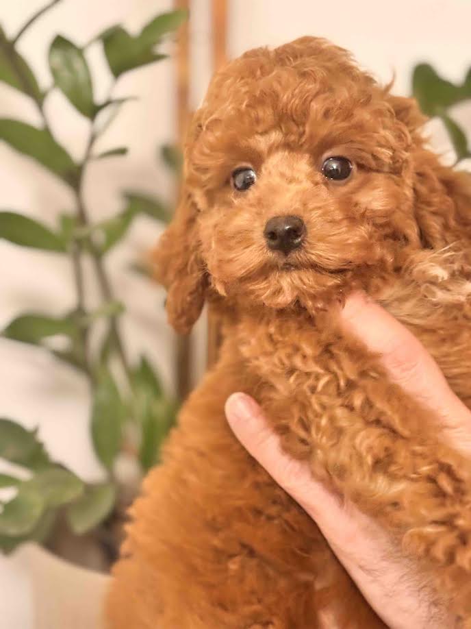 Red miniature poodle