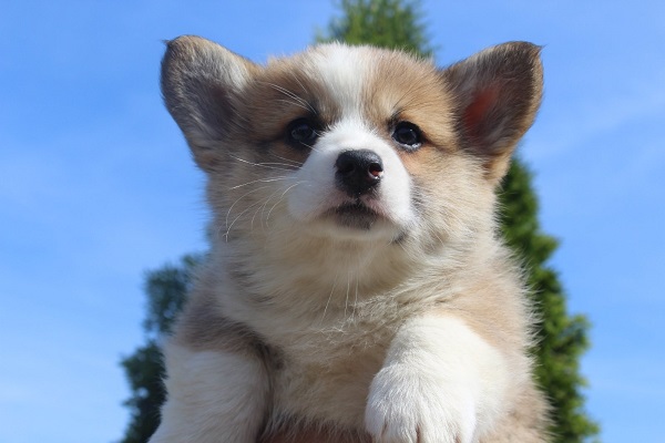 Welsh Corgi - Pembroke