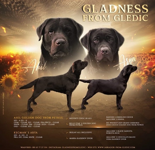 Brown Labrador puppies