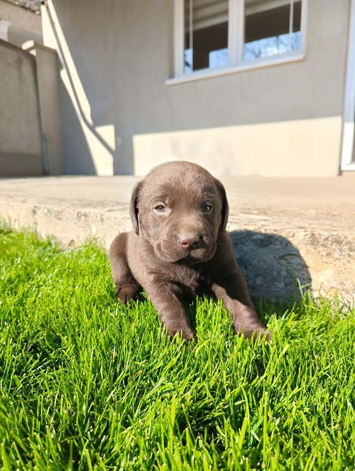 Chocolate labrador puppies
