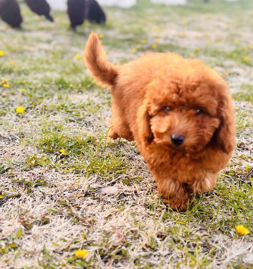 Red miniature poodle