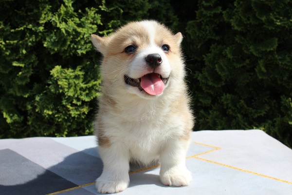 Welsh Corgi - Pembroke