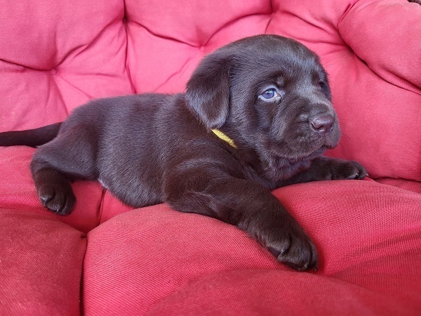 Brown Labrador puppies