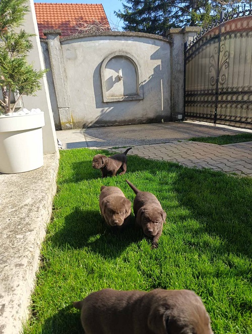 Chocolate labrador puppies