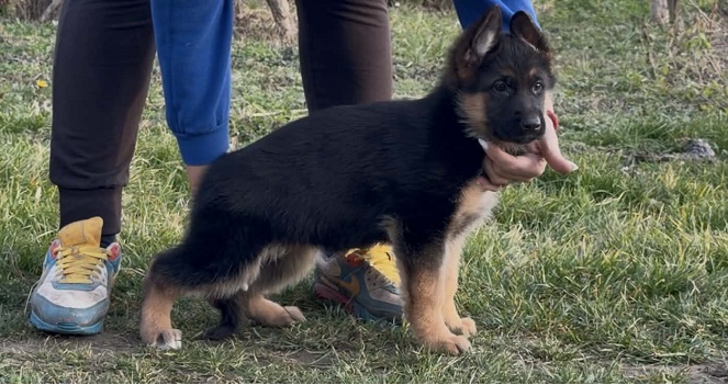 GERMAN SHEPHERD puppies