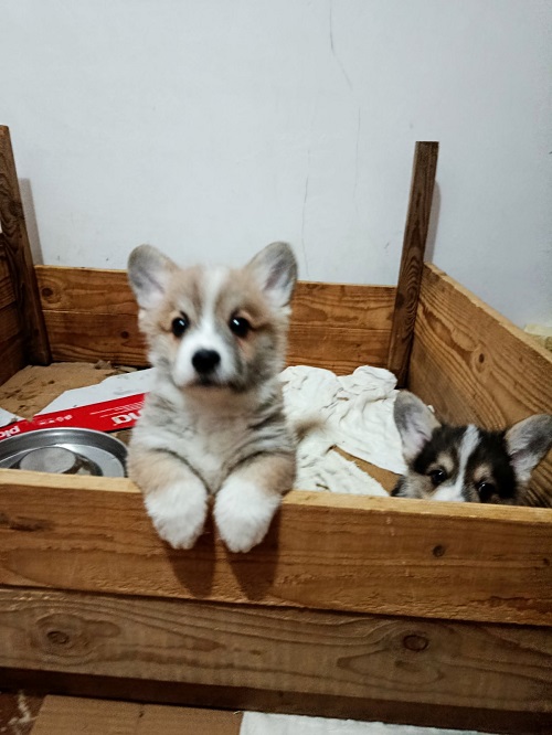 Corgi puppies for sale