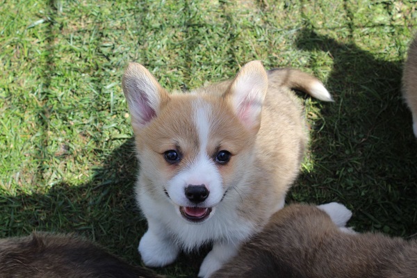 Welsh Corgi - Pembroke