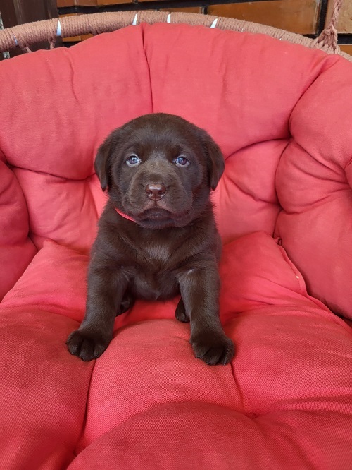 Brown Labrador puppies