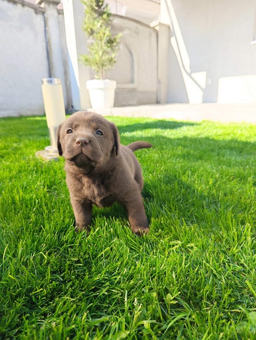 Chocolate labrador puppies