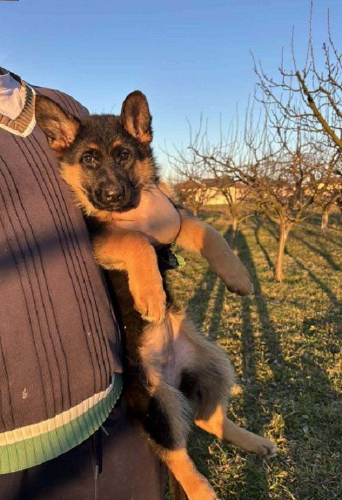GERMAN SHEPHERD puppies