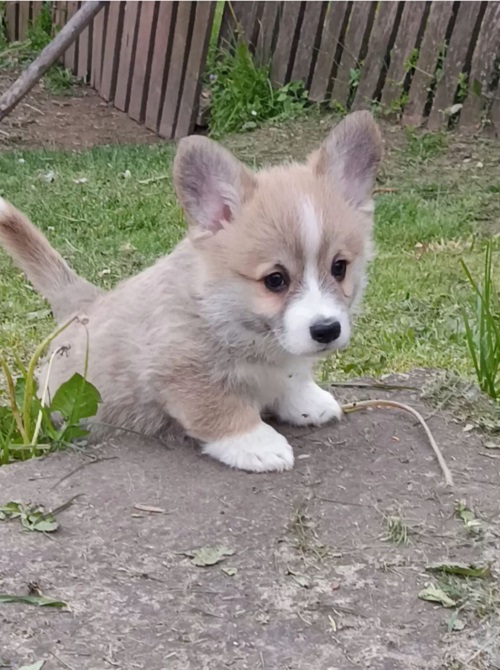 Corgi puppies for sale