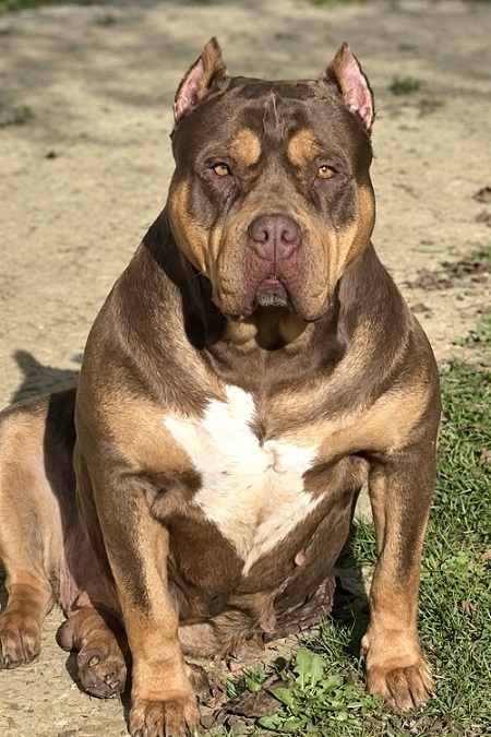 American bully XL / XXL