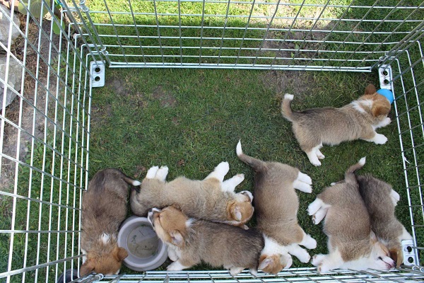 Welsh Corgi - Pembroke
