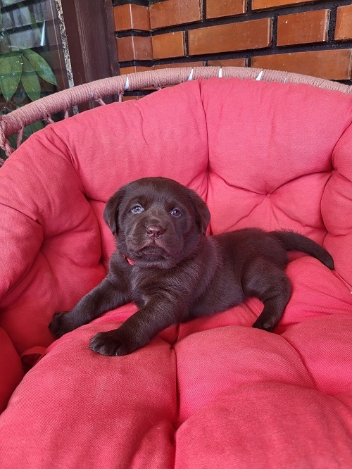 Brown Labrador puppies