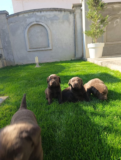 Chocolate labrador puppies