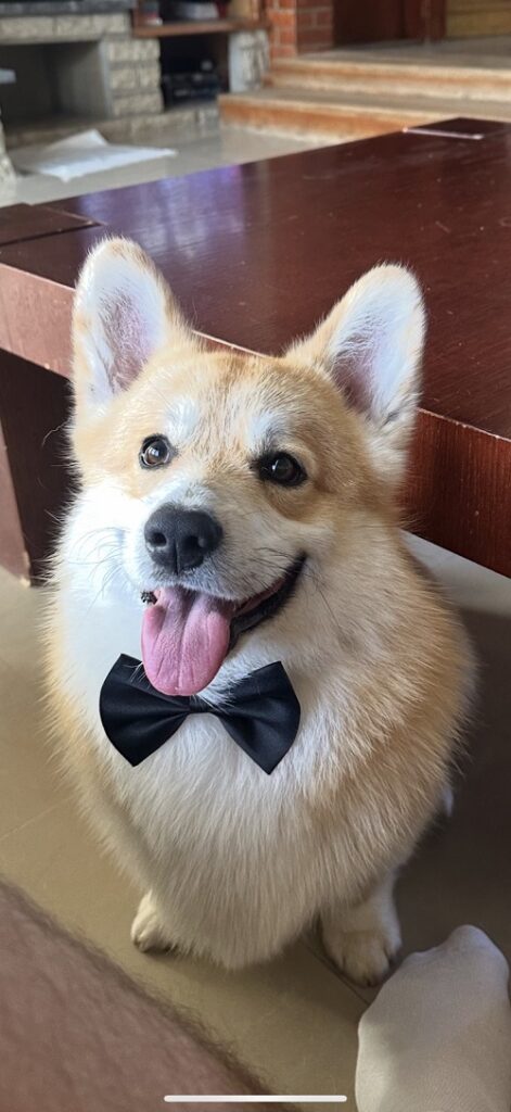 Corgi puppies for sale