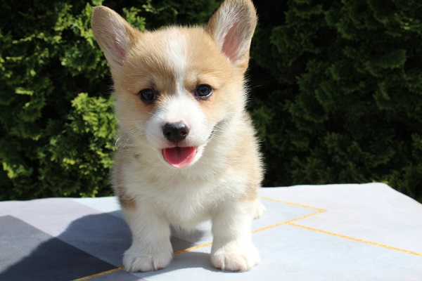 Welsh Corgi - Pembroke
