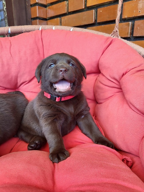 Brown Labrador puppies