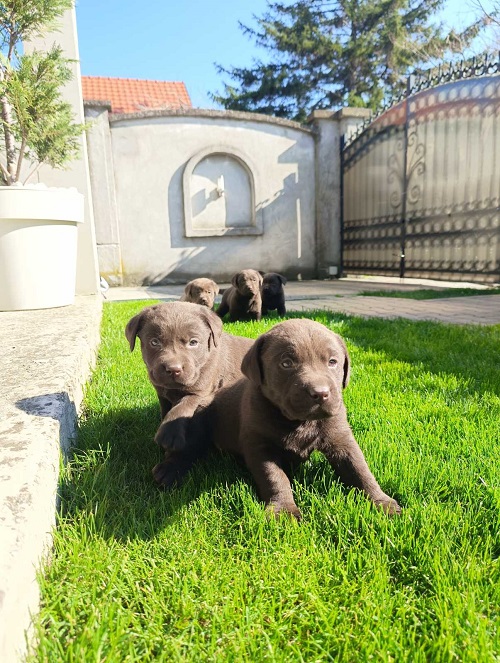 Chocolate labrador puppies