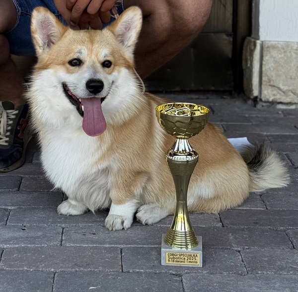 Corgi puppies for sale