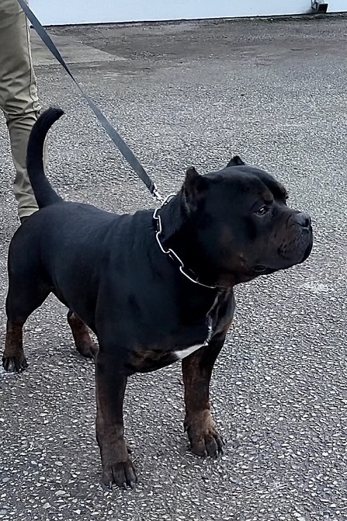 American bully XL / XXL
