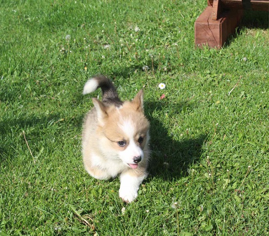Welsh Corgi - Pembroke