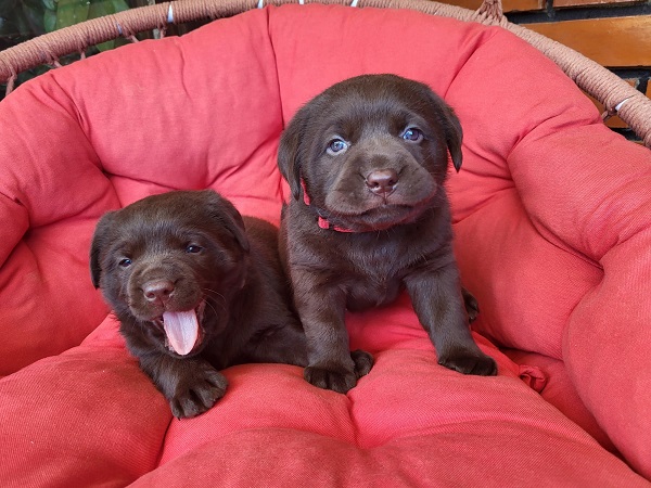 Brown Labrador puppies
