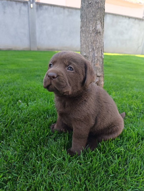 Chocolate labrador puppies