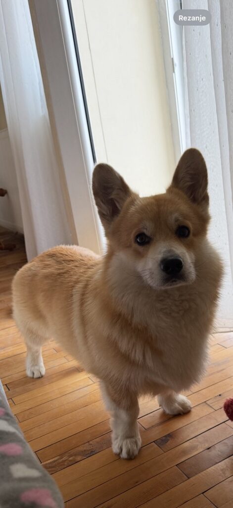 Corgi puppies for sale