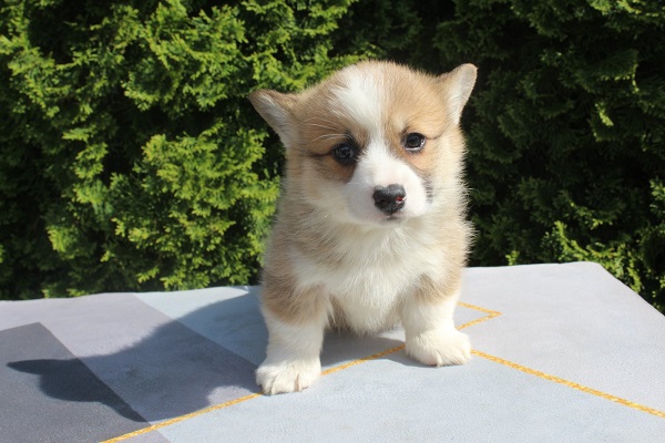 Welsh Corgi - Pembroke