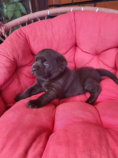 Brown Labrador puppies