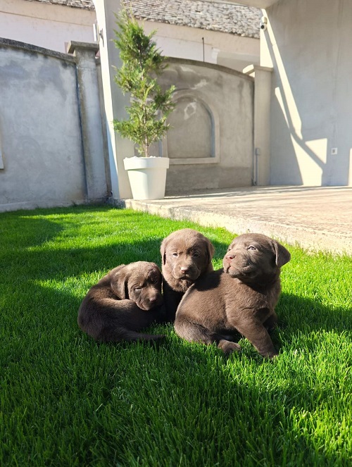 Chocolate labrador puppies