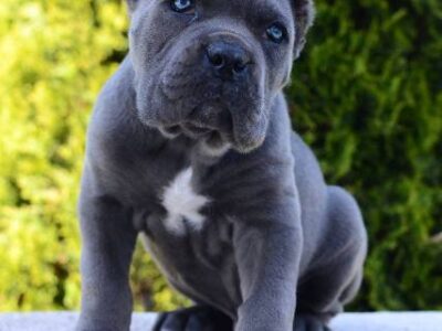 Cane Corso, female and male