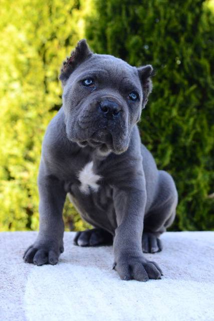 Cane Corso, female and male