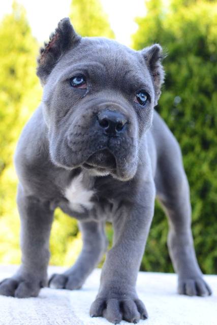 Cane Corso, female and male