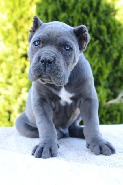 Cane Corso, female and male