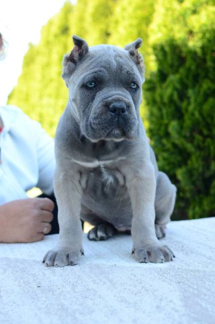 Cane Corso, female and male