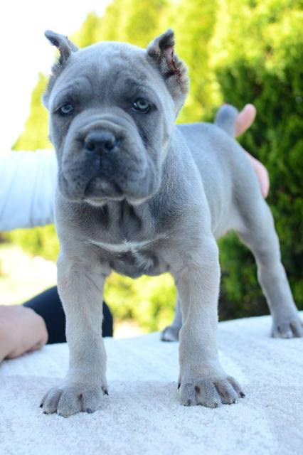 Cane Corso, female and male