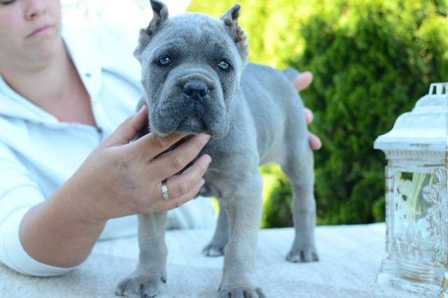 Cane Corso, female and male