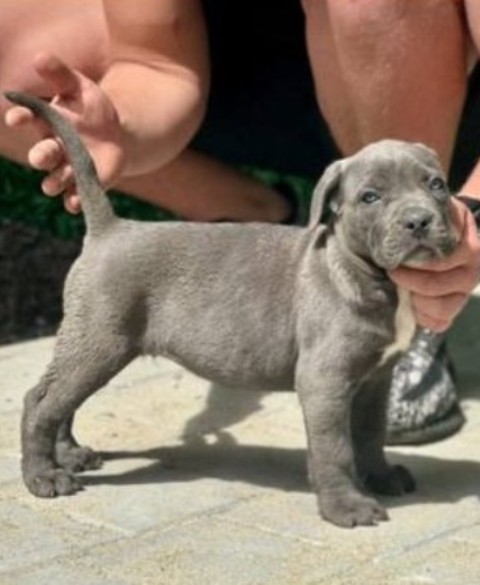Cane Corso puppies of both sexes