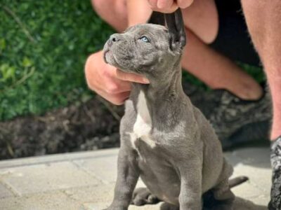 Cane Corso puppies of both sexes