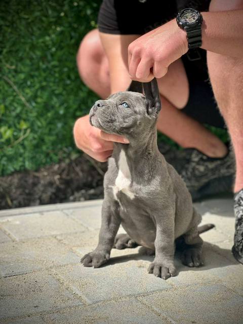 Cane Corso puppies of both sexes