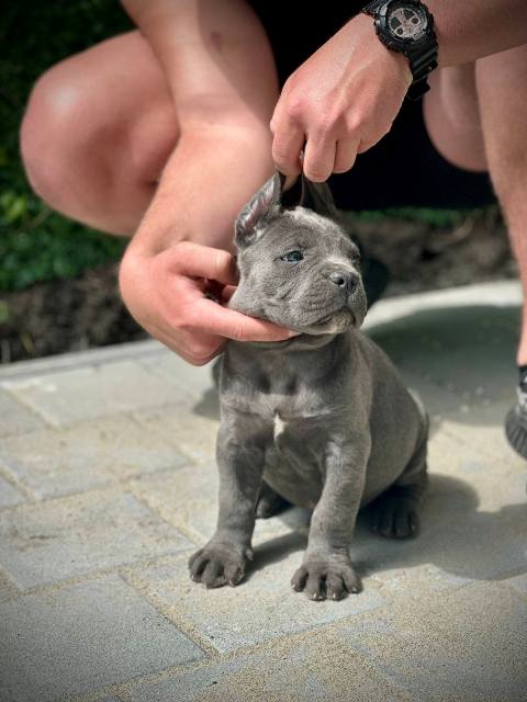 Cane Corso puppies of both sexes
