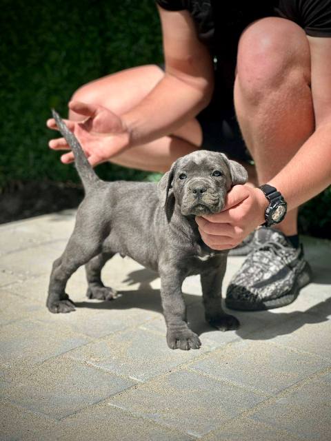 Cane Corso puppies of both sexes