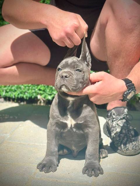Cane Corso puppies of both sexes